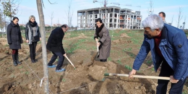 Namık Kemal Üniversitesi Ağaçlandırılıyor