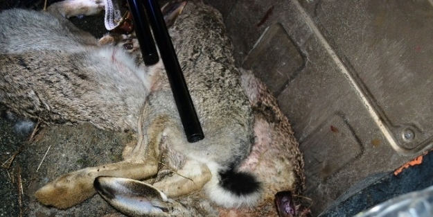 Iğdir’da Kaçak Avcılık Operasyonu