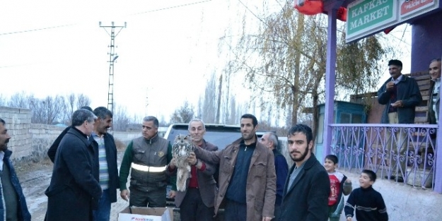 Tedavisi Yapılan Puhu Doğaya Bırakıldı