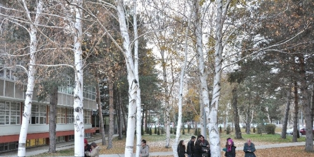 Anıt Ağaç Aradılar