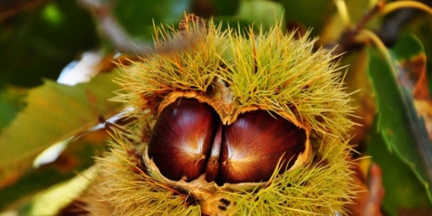 Kestane Sevenler Optimum’a