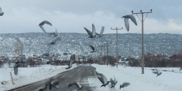 Beyşehir’de Aç Kalan Kuş Sürüleri Yollara İndi