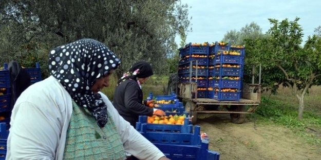 Mandalina Üreticisi Memnun Değil
