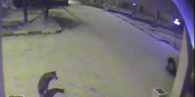 Posof’ta İlçe Merkezine İnen Kurt Mobese’ye Takıldı