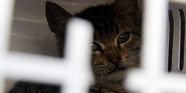 Arabaya sıkışan kedi zor anlar yaşattı