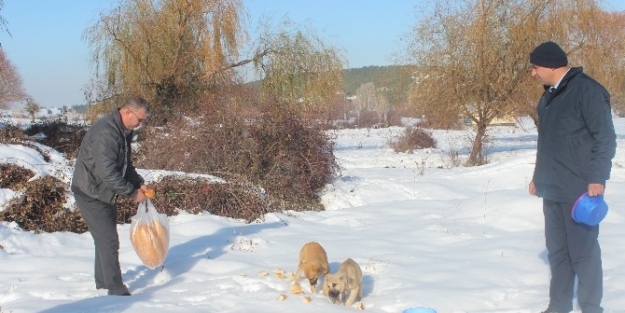 Aç Kalan Sokak Hayvanlarına Yiyecek Bırakıldı