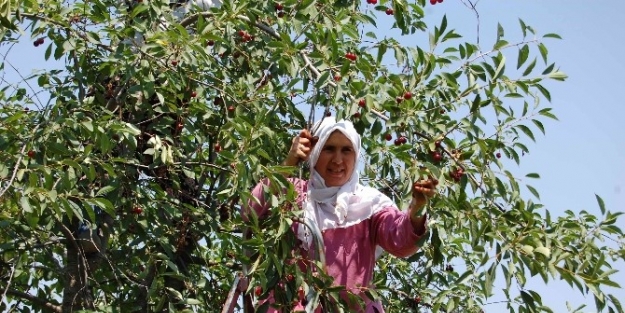 Kütahya’da 975 Bin Vişne Ağacı Var
