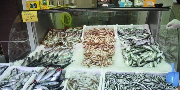 Karadeniz’de Balık Fiyatları Düştü