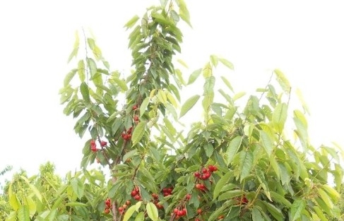 Çeribaşi Kirazı, Enez’in Vazgeçilmez Ürünü Olmaya Başladı