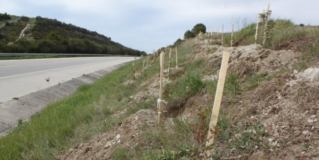 Çeşme Otoyolu 100 Bin Fidanla Yemyeşil Olacak