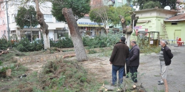 Ödemiş’te Ağaç Kesimlerine Vatandaşlardan Tepki