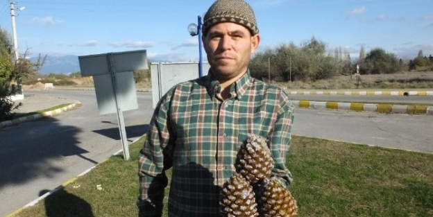 Burhaniye’de Kozalak Hasadı Başladı