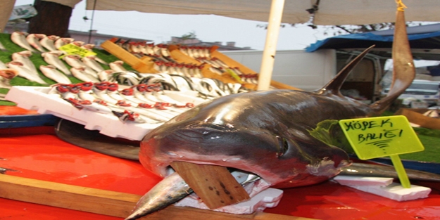 Köpek balığı pazarda