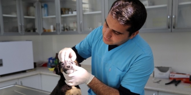 Torbalı Belediyesi’nden Sokak Hayvanlarına Şefkat