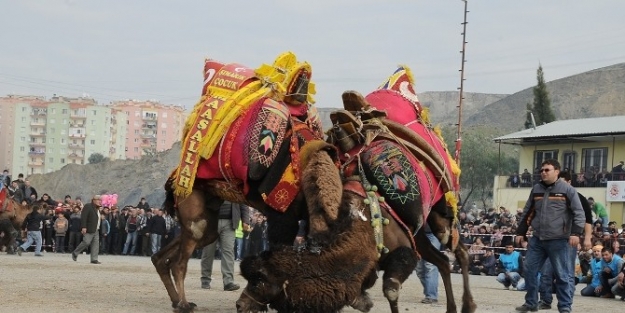 Çiğli Deve Güreşleriyle Şenlenecek