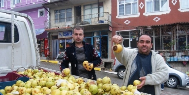 Çürük Armudun Kilosu 5 Tl