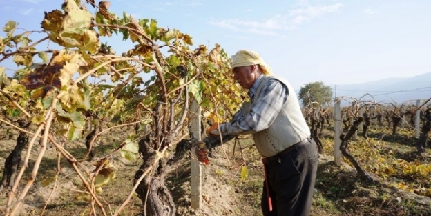 Sarıgöl’de Bir Yandan Hasat, Diğer Yandan Budama