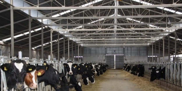 Kırşehir Besiciliği Gelişiyor