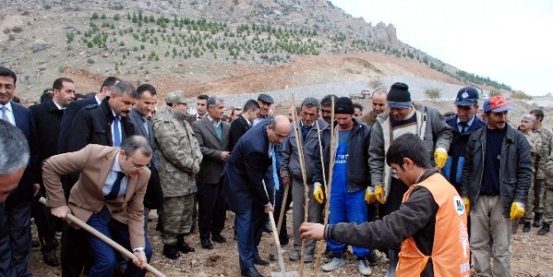 Tut İlçesinde 100 Bin Adet Dut Fidanı Toprakla Buluşuyor