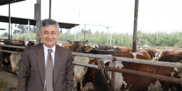 Hayvancılık Sektörünün Türkiye İkincisi Adana’da