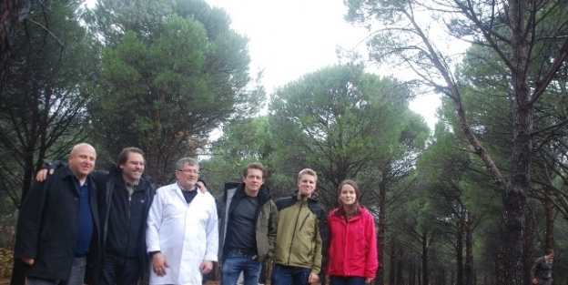 Amerika Kökenli Çam Fıstığı Düşmanı Böcekle Biyolojik Mücadele Başladı