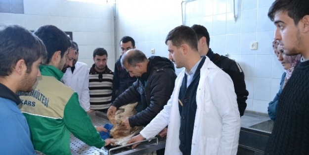 Yaralı Kartal Detavi Altına Alındı