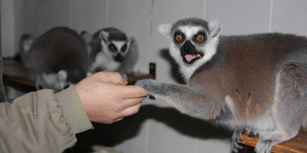 Tropikal hayvanlar sıcak ortamlarında