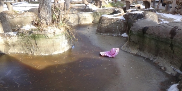 Havuzlar bile dondu!