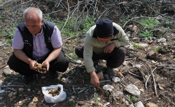 Yanan ormanlık alanda yetişti! Altın değerinde