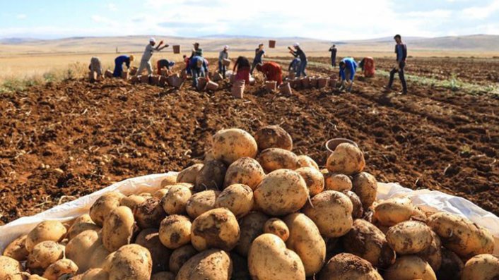 Patates hasadı başladı; 40 bin ton rekolte bekleniyor