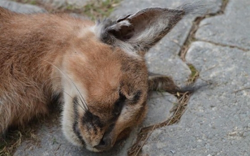 Biri daha ölü bulundu!