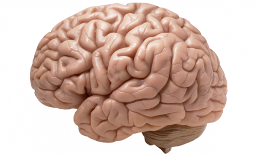 Üniversitedeki 100 beyin çalındı!