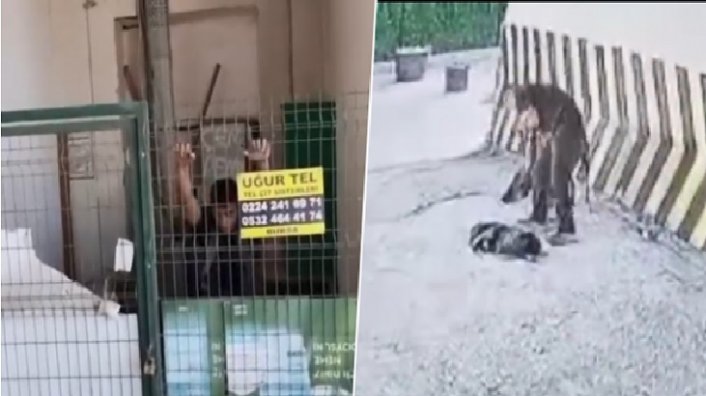 Bursa'da vicdansız hırsız köpeği tekmeleyerek boğmaya çalıştı!