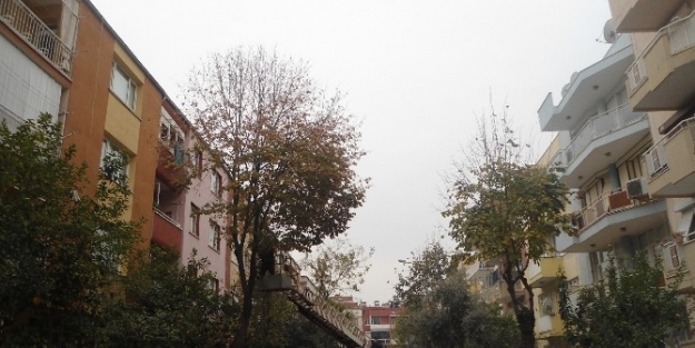 Ödemiş’te Ağaçlar Budanıyor