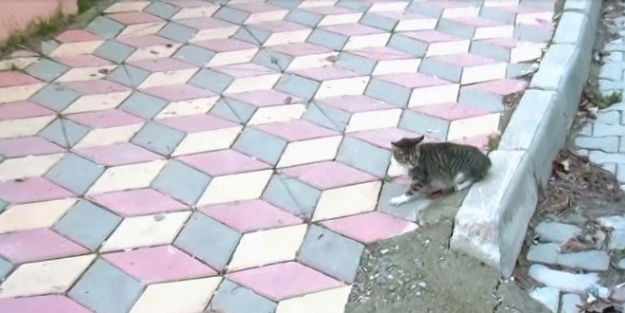 (özel Haber) Dursunbey’de Kedi Kurtarma Operasyonu