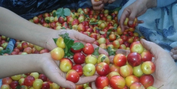 Kütahya’da Erik Üretimi Düşüyor