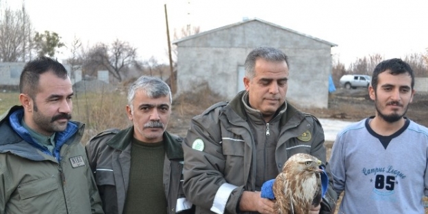 Avcıların Vurduğu Şahin Tedavi Altına Alındı
