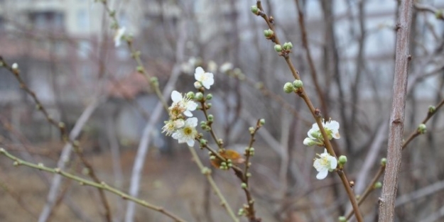 Yozgat’ta Mevsimini Şaşiran Erik Ağacı Çiçek Açtı