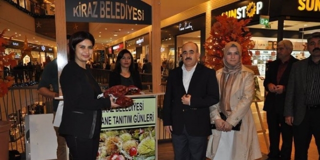 Kiraz’ın Kestanesi De Görücüye Çikti