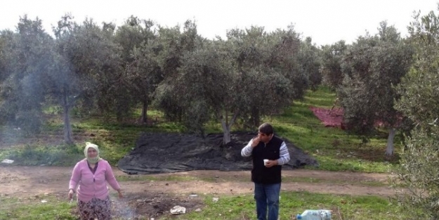 Tarlada Gözlemeli Zeytin Yağı Testi