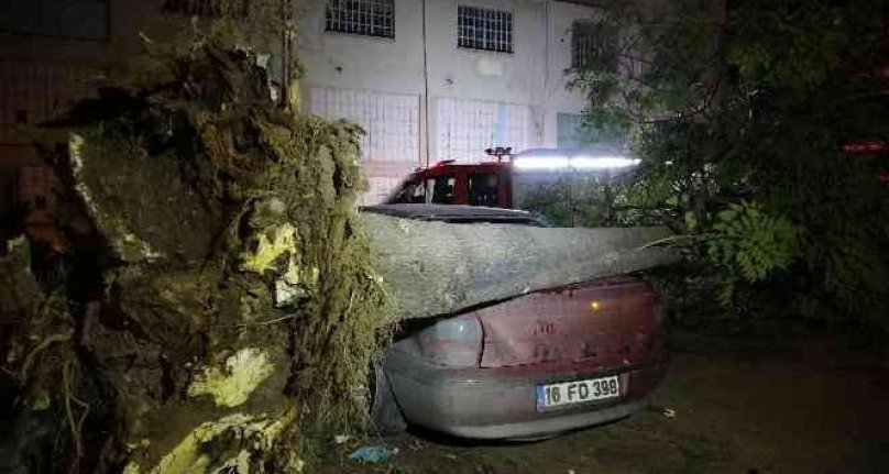 Bursa'da ağaç park halindeki 3 otomobilin üzerine devrildi