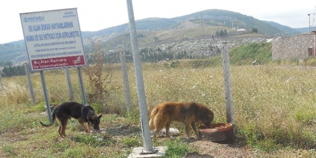 Körfez Belediyesi Sokak Hayvanlarına Sahip Çikiyor