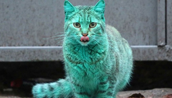 Yeşil kedinin sırrı çözüldü