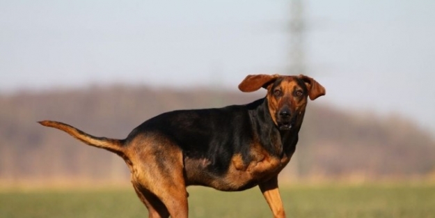 Seferihisar’dan Sokak Hayvanları İçin Türkiye’de Bir İlk