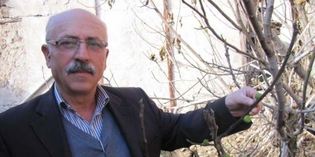 İncir Ağacında Kış Meyvesi