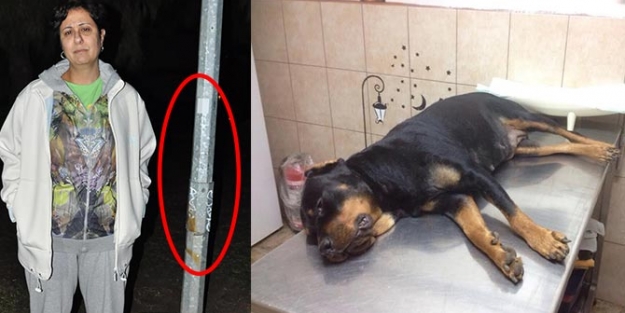 Köpeğin yerinde bir çocuk da olabilirdi!