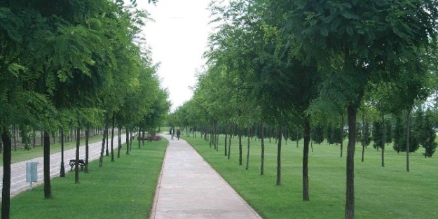 2015’te Kocaeli’ne 1 Milyon 500 Bin Ağaç Dikilecek