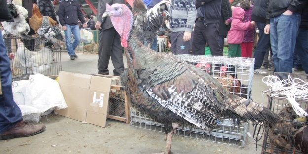 Bursa'da hindilere talep yok