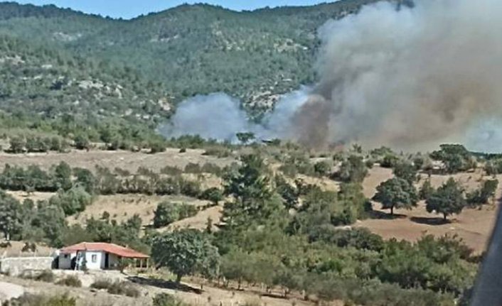 İzmir Bergama'da orman yangını