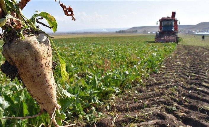 Bakan Kirişci açıkladı! Yüzde 245 artış yapıldı, şeker pancarı alım fiyatı belli oldu